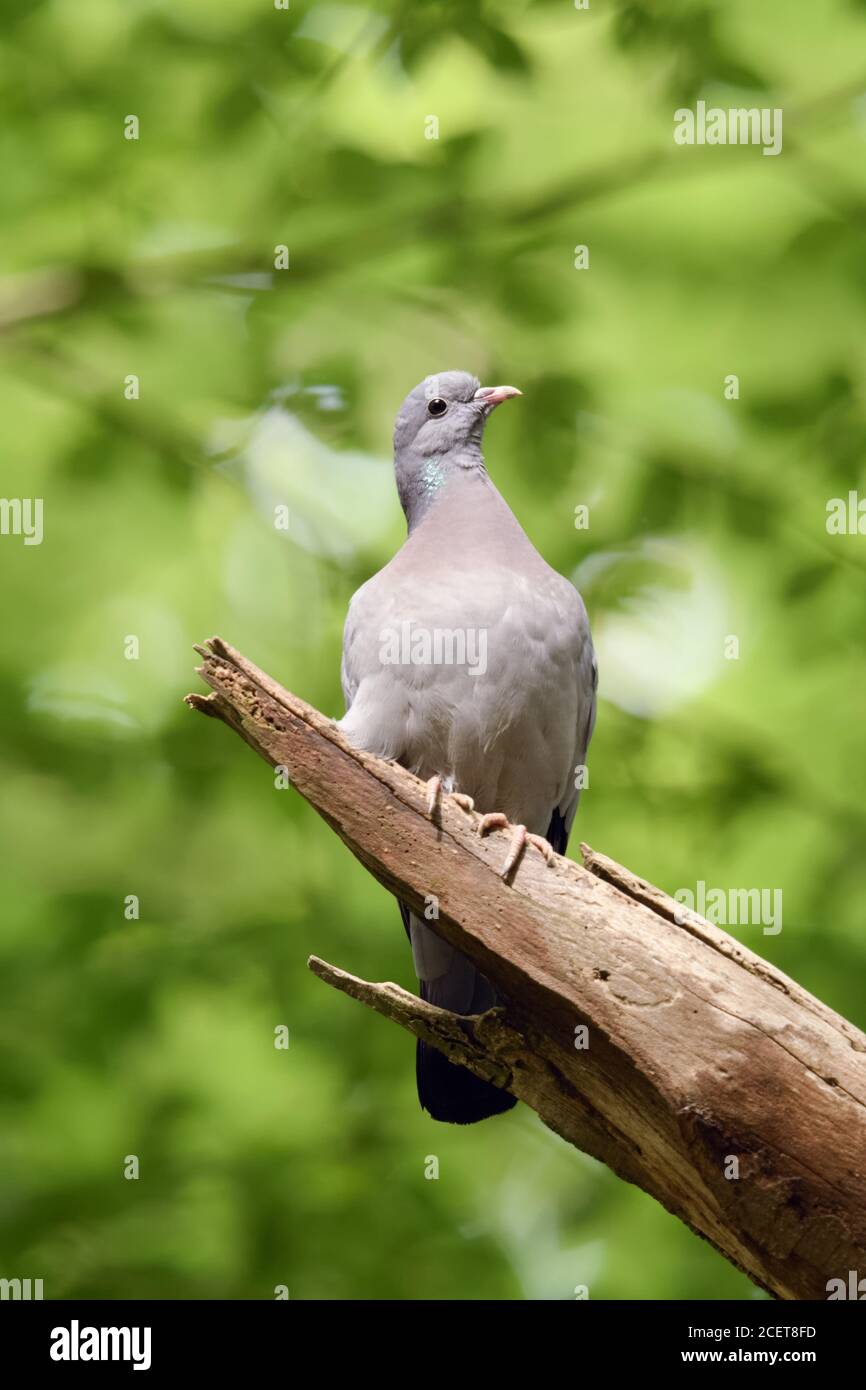 Pigeon colombin (Columba oenas ) perché dans un arbre dans les bois sous le feuillage des vieux hêtres, de la faune, de l'Europe. Banque D'Images