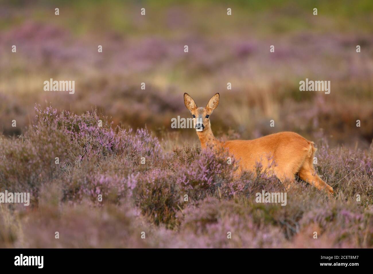 ROE Deer ( Capreolus capreolus ), femme, doe, debout dans la bruyère florissante violette, regardant attentivement, faune sauvage, Europe. Banque D'Images