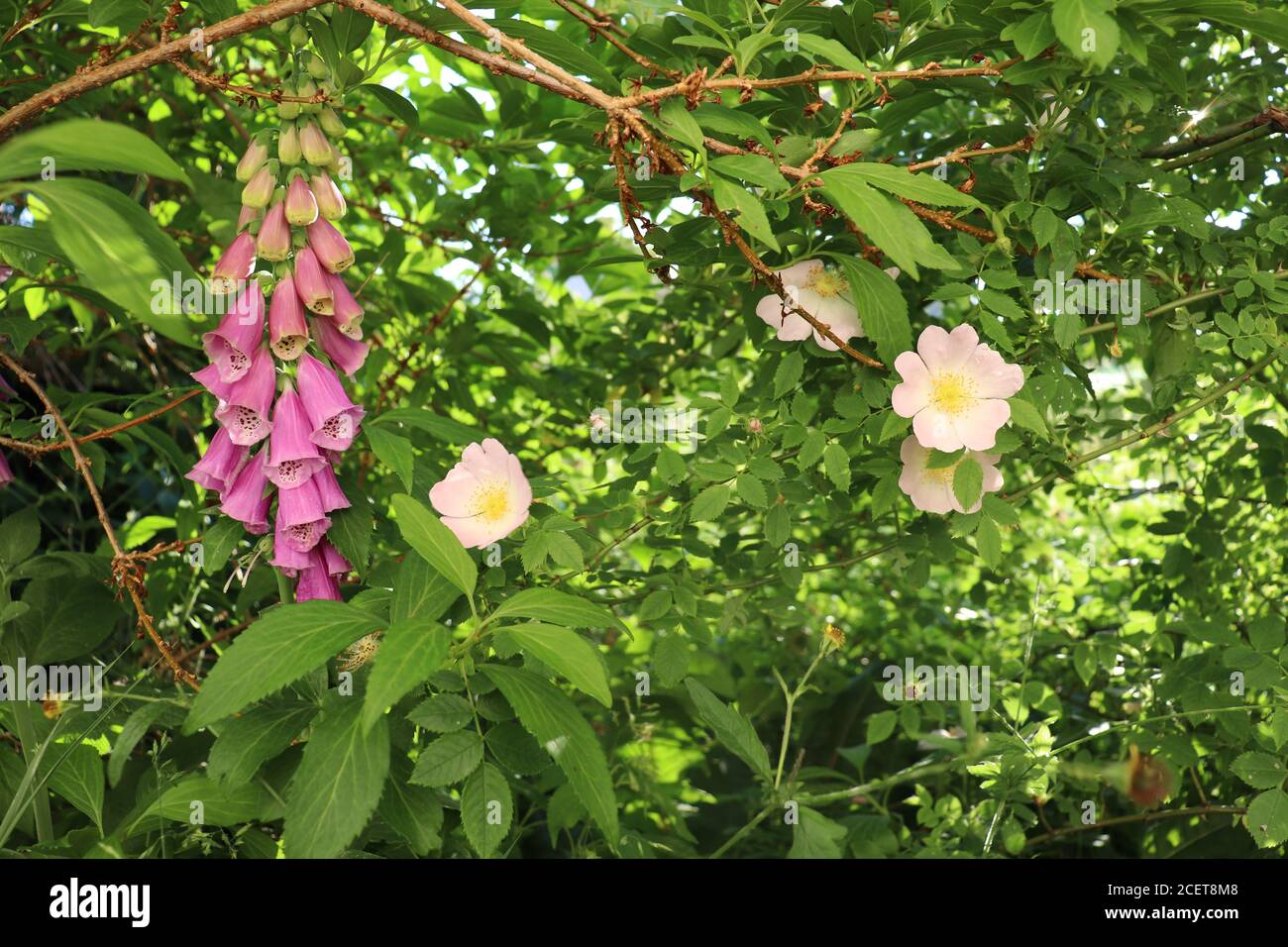 roses foxglove et chien dans un jardin sauvage Banque D'Images