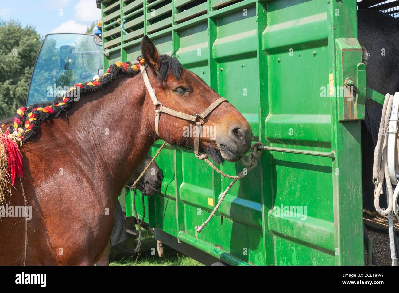 Portrait d'un Brabant belge avec le Belge tricolore dans la manie Banque D'Images
