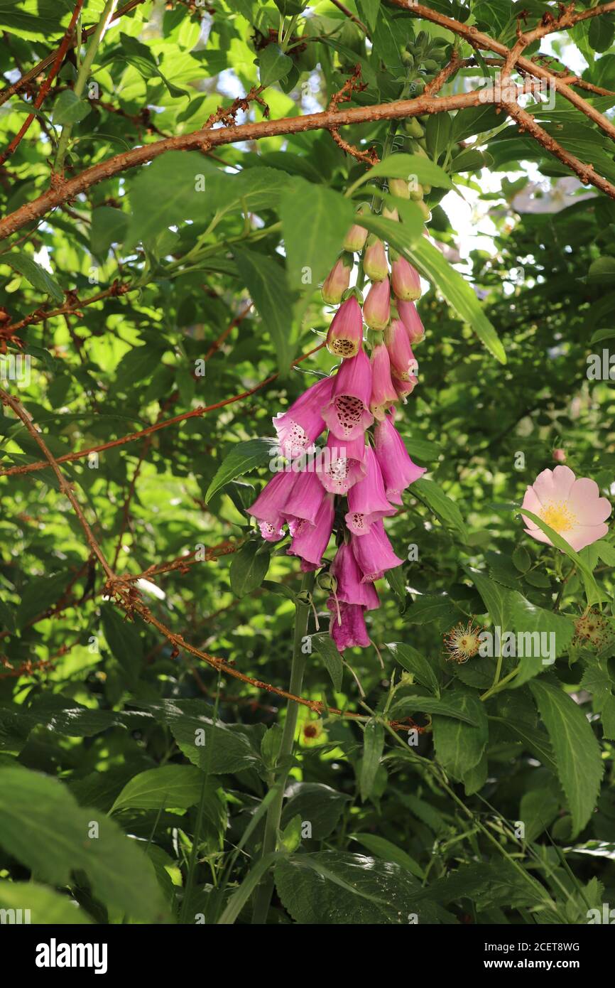 roses foxglove et chien dans un jardin sauvage Banque D'Images