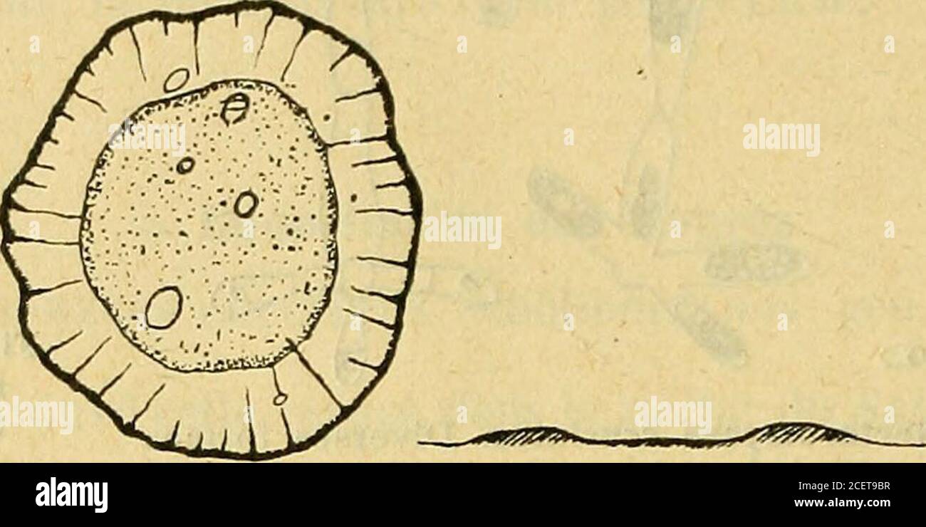 . Bulletin de la Société botanique de Genève. Figure 6 b. — Nectaromyces cruciatus dans le moût devin. Par distillation du moût de bière, sur la même quantité dalcool.Cultivée sur calotte, elle ne forme jamais de spores. Sugars fermentes : monosaccharides disaccharides TrisaccharidesGlucoseFructosebulletin de la société botanique de genève, 5-6-7-8-9, parus le 15 juin 1920. 4 178 BULLETIN DE LA SOCIÉTÉ BOTANIQUE DE GENÈVE (25) TORULA DU NECTAR N° 1 taxe percée dans le nectar dffelleborus niger, rémontée au petit-Lancy, le 13 novembre 1915. Jeunes colonies formant des plaques de cultures, à Banque D'Images