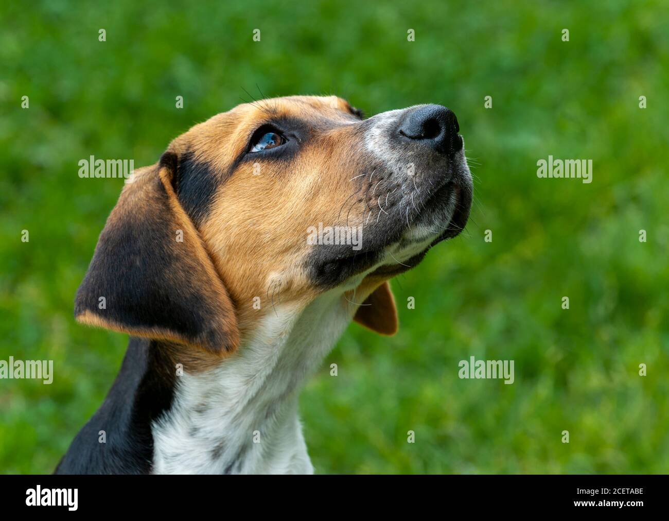 Belvoir, Lincolnshire, Royaume-Uni - UN chiot de Fox Hound aux chenils de Belvoir Hunt Banque D'Images