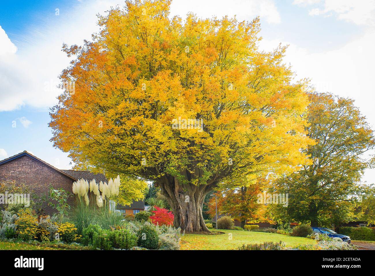 Couronne dorée d'un ancien Elm caucasien dans Un jardin privé à Bromham Wiltshire Angleterre Royaume-Uni Banque D'Images