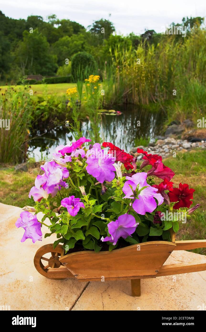 Jardinière de brouette en bois ornementale remplie de pétunias vivants dans un Jardin anglais au Royaume-Uni Banque D'Images