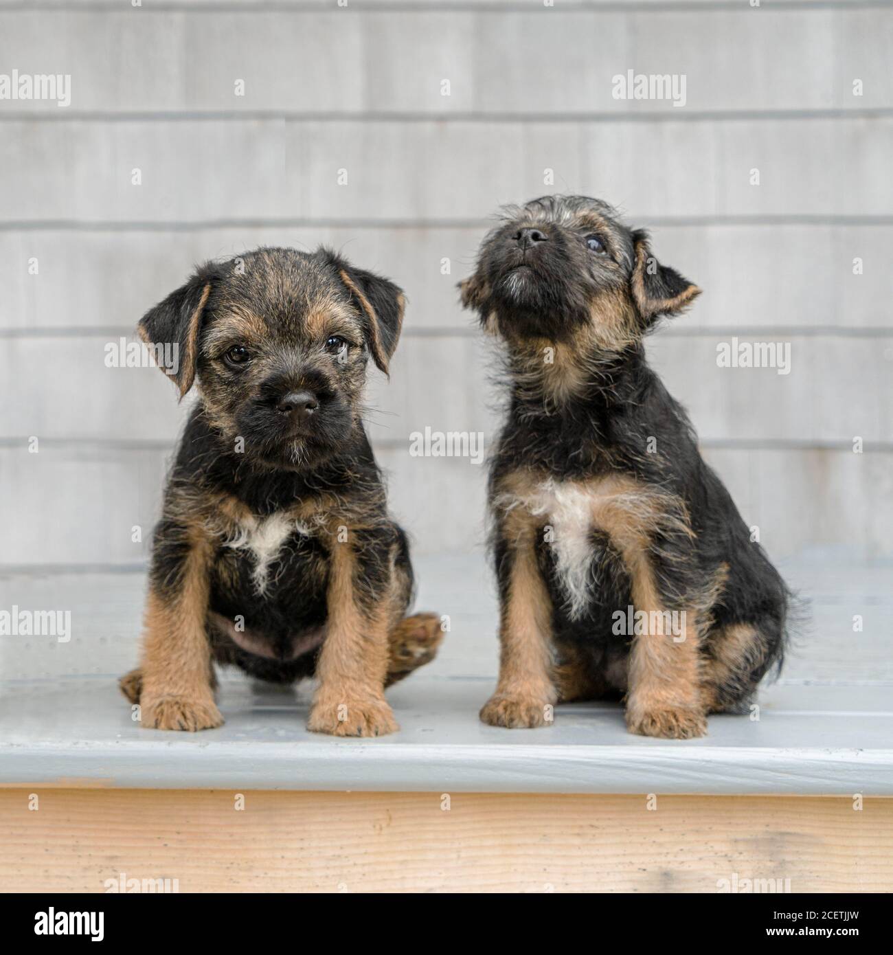 Deux chiots de terrier à bordure noire et Havane. Banque D'Images