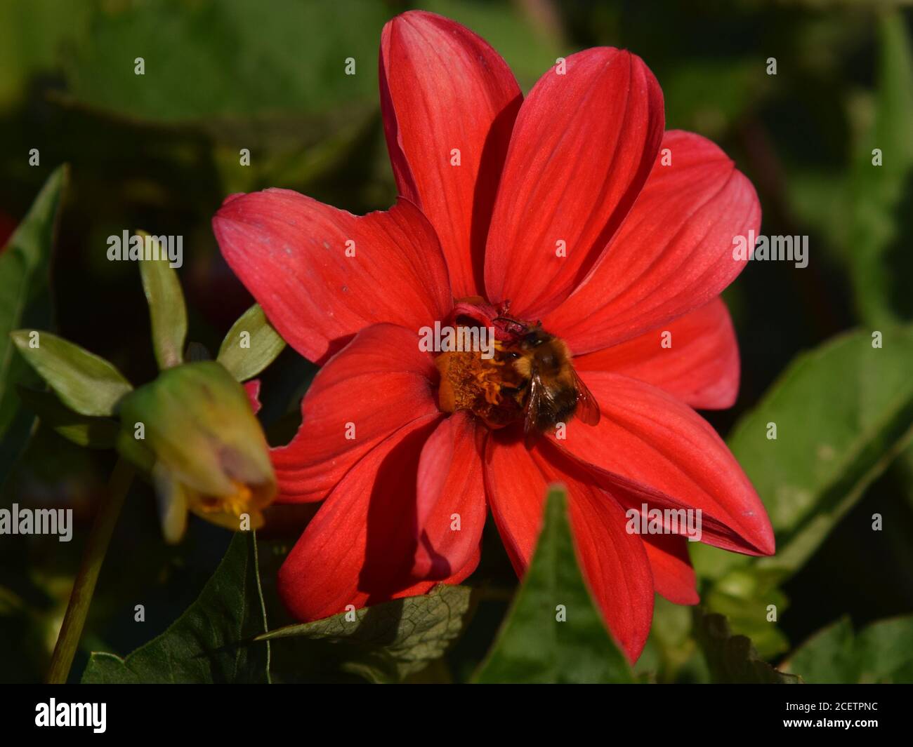 abeille sur la fleur de dahlia dans la lumière du soir Banque D'Images