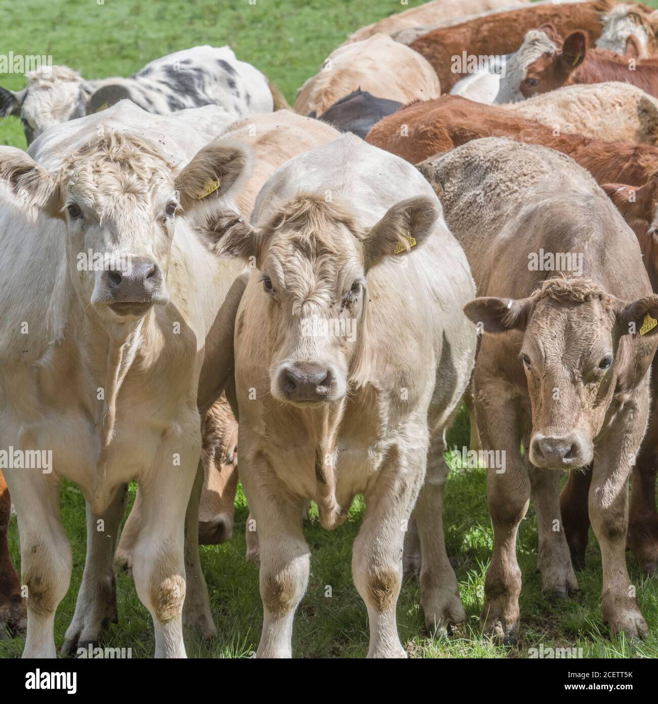 Petit groupe de jeunes taureaux de couleurs mélangées, debout et regardant attentivement la caméra. Pour l'industrie du bétail au Royaume-Uni, le bœuf britannique, l'agriculture au Royaume-Uni. Banque D'Images