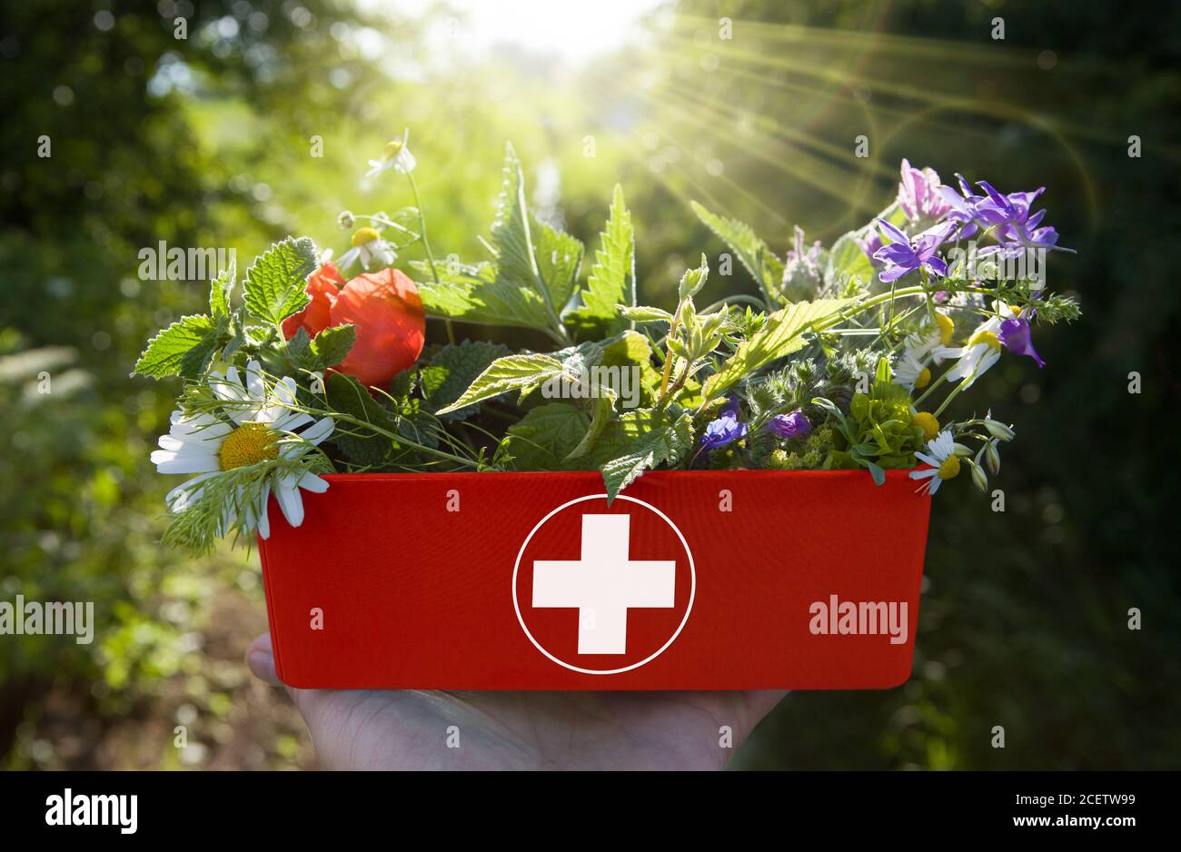 Concept de médecine alternative - herbes médicales fraîches dans le kit de premiers soins rouge. Banque D'Images