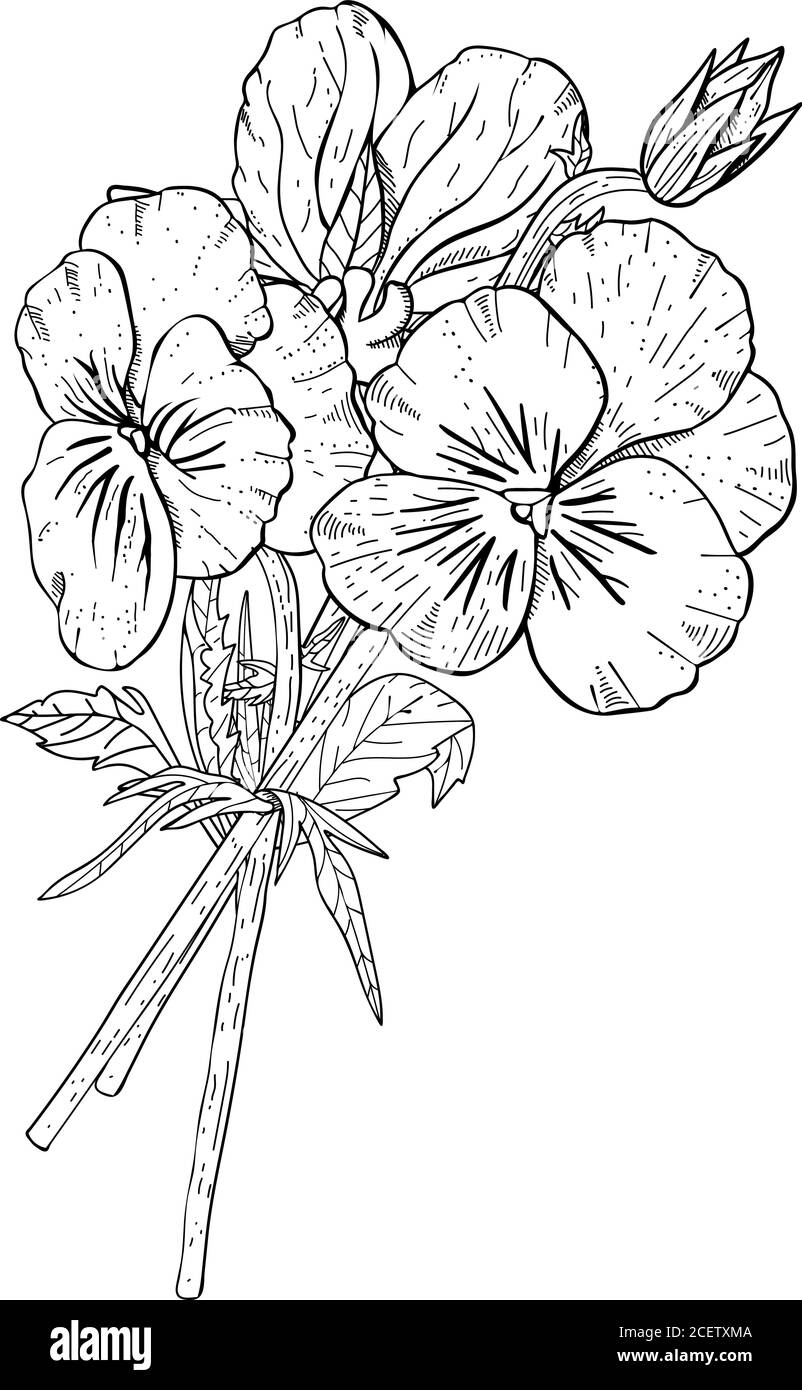 Cliquez sur des fleurs de pansy dessinées à la main. Illustration de Vecteur