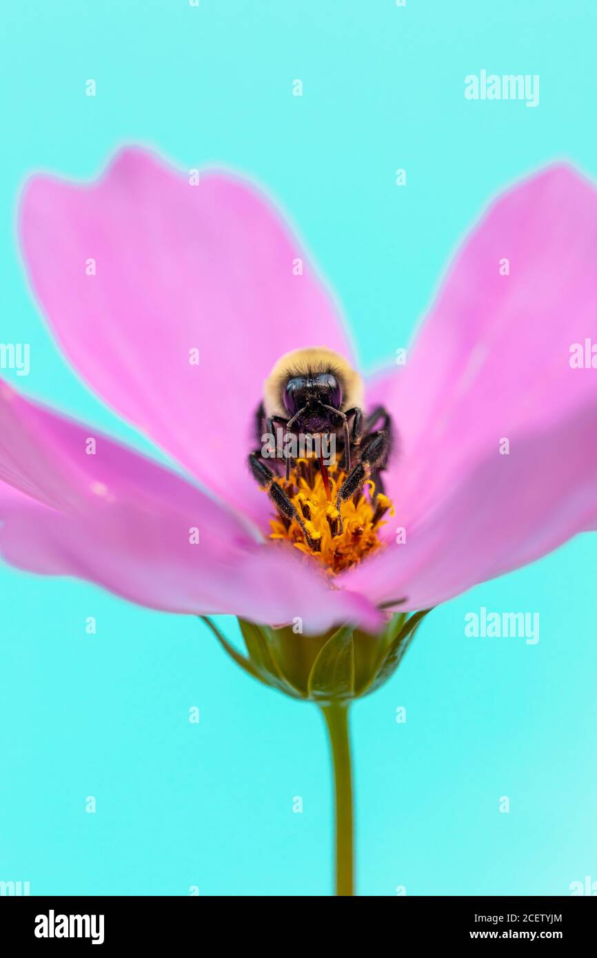 Gros plan de l'abeille pollinisant la fleur rose cosmos avec foyer sur premier plan et couleur aqua de la piscine extérieure dans un arrière-plan flou Banque D'Images