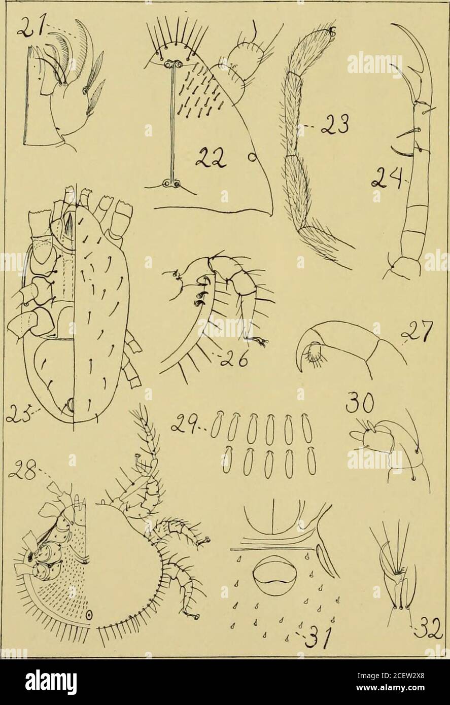 . Journal d'entomologie et de zoologie. Quelques Philippins Membracidae W. D. FUNKHOUSER* avec l'aimable autorisation du professeur C. F. Baker J'ai reçu la série intéressante suivante de Membracidae des îles Phil-ippine. Huit genres, dont seize espèces présentées, dont un genre et six espèces nouvelles. ITIS d'intérêt à noter que toutes les formes appartiennent à la vieille Centrotina World? Qui semble être le su])familyof Membracidfe dominant aux Philippines ainsi qu'en Asie orientale. I. Pyrgonota hifoliata Westw.(Fig. 1)1837 Centrotus hifoliatns Westw. Exam. Zool. SOC. 130.1841 SM Banque D'Images