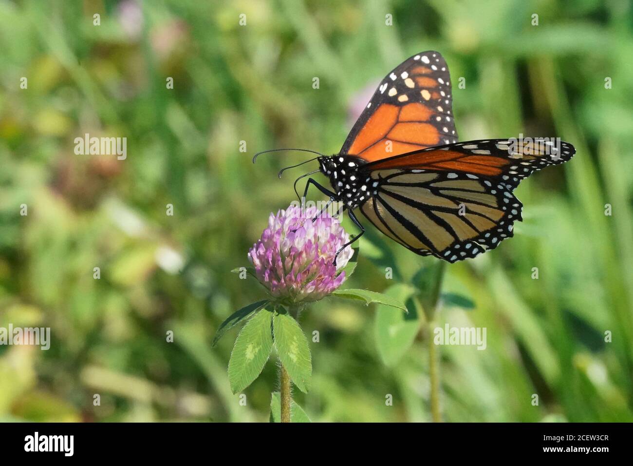 Monarch sur Loosestrife violet Banque D'Images