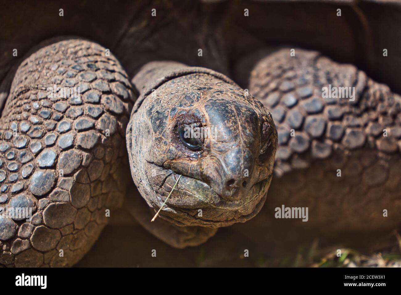 Tortue géante Aldabra sur l'île aux Airettes à Maurice Banque D'Images