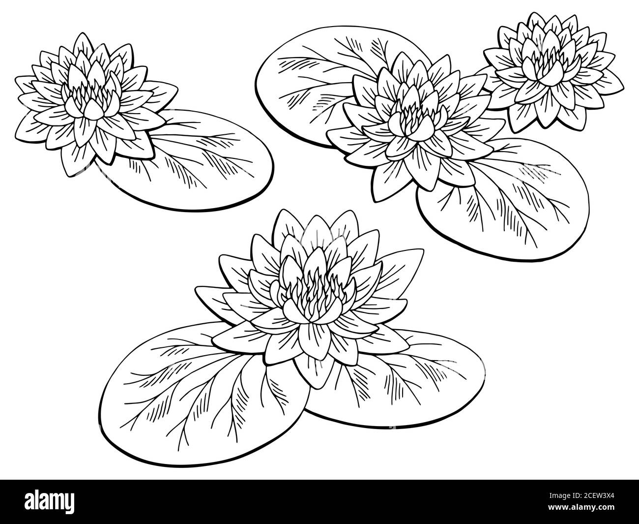 Motif fleur de nénuphar noir blanc isolé esquisse vecteur d'illustration Illustration de Vecteur