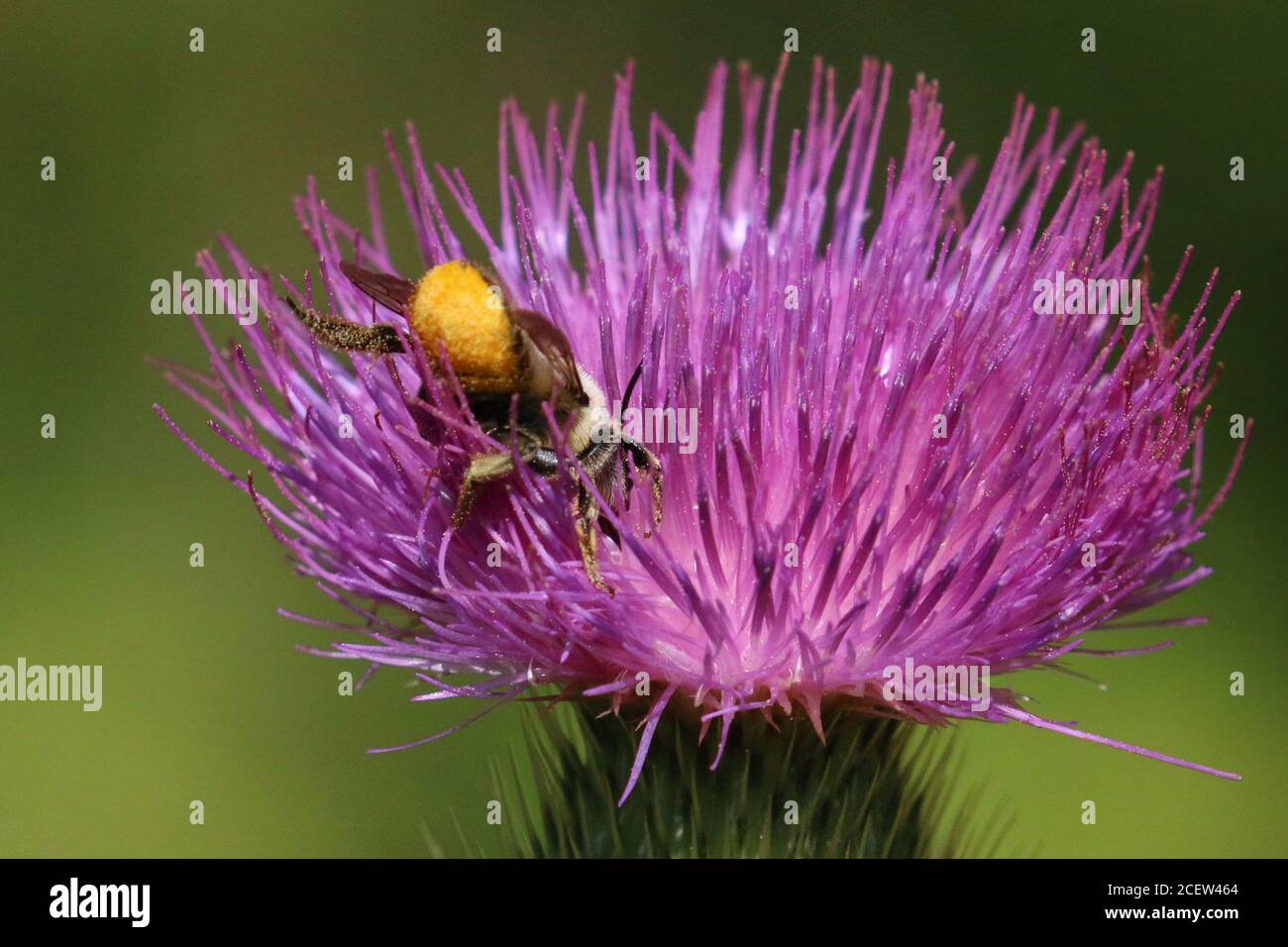 Abeilles et bourdons Banque D'Images