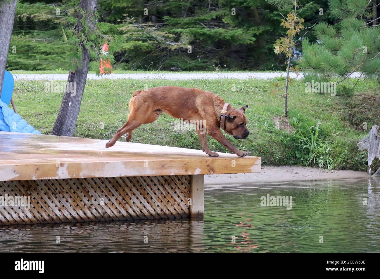 Chien qui saute du quai dans l'eau jouant à chercher Photo Stock - Alamy