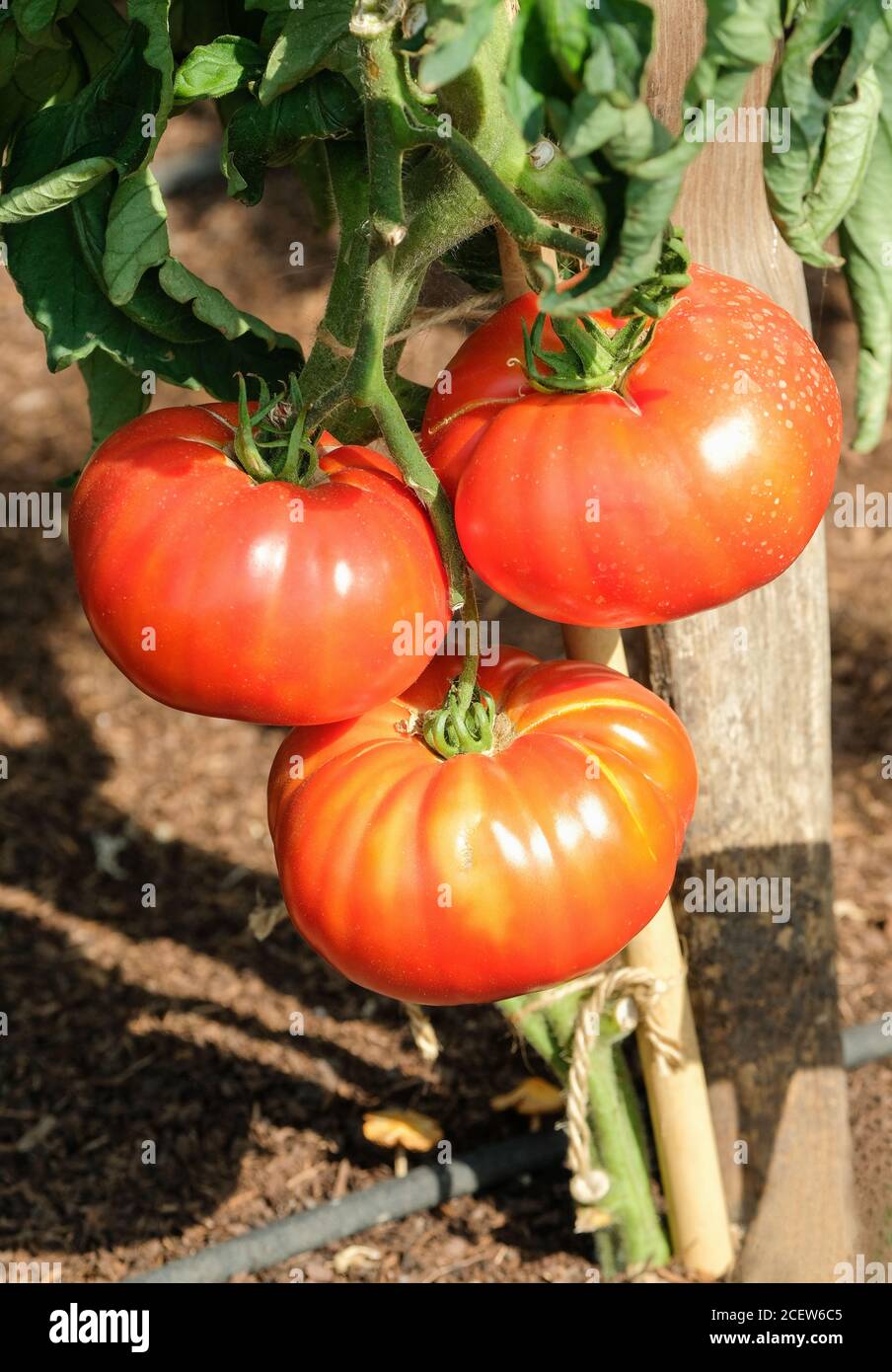 Beefsteak tomate 'F1 Knockout' (VTO448). Solanum lycopersicum 'F1 Knockout' Banque D'Images