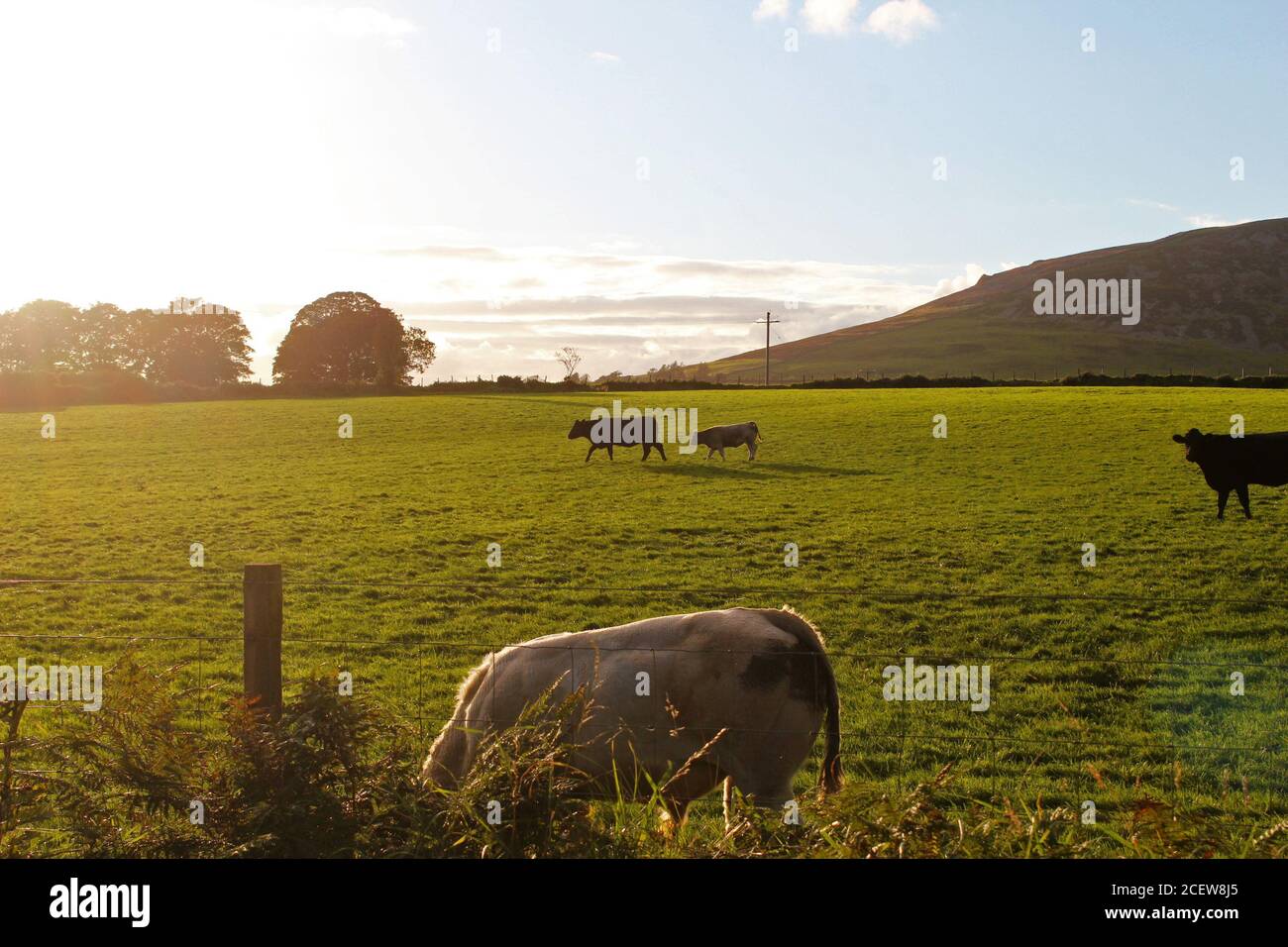 Champ de bétail de vache ensoleillé au coucher du soleil avec des vaches blanches, brunes et noires à Pwllheli, au nord du pays de Galles Banque D'Images