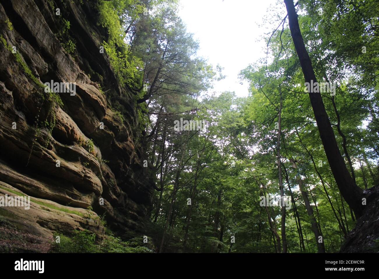 Vue vers le haut depuis l'intérieur du French Canyon au parc national de Starved Rock dans l'Illinois. Banque D'Images