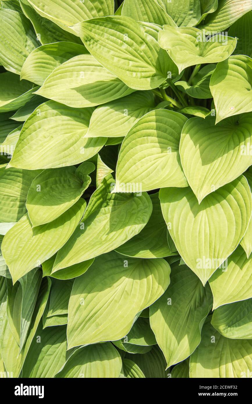 Le fond plein cadre des hôtes verts ensoleillées laisse pousser dans le jardin extérieur pendant le printemps dans l'Illinois. Banque D'Images