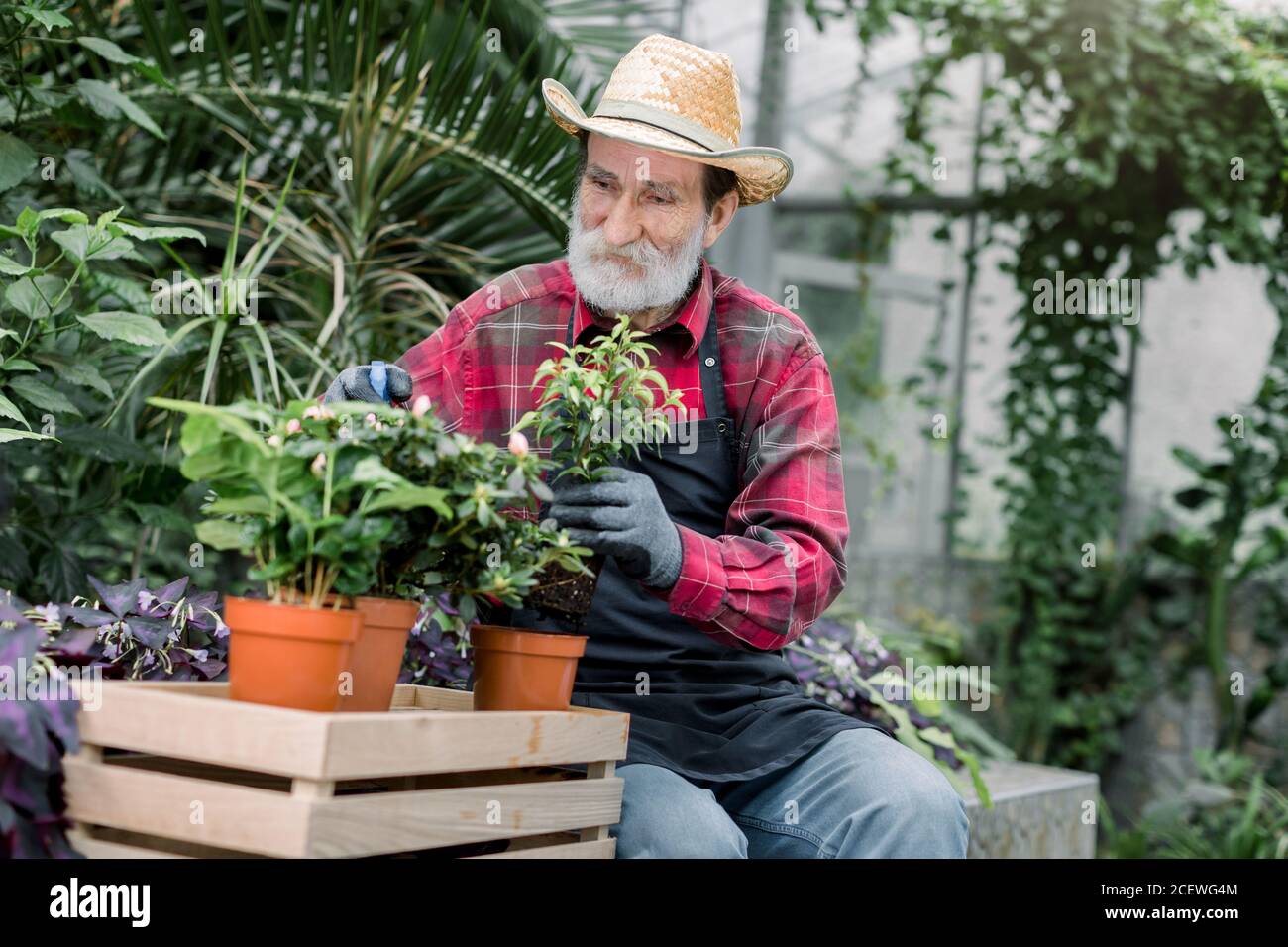 Agréable sourire vieux barbu homme ouvrier botanique en chapeau de paille,  pulvérisation de plantes à fleurs dans des pots bruns avec de l'eau à  l'aide d'un pulvérisateur, travail dans Photo Stock -