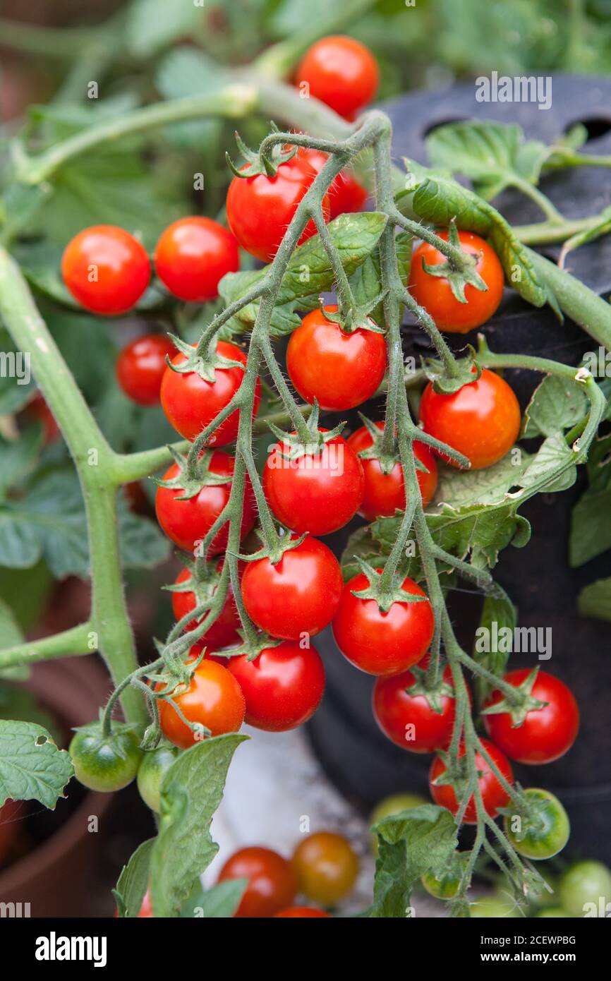 tomates cerises maison sur la vigne Banque D'Images