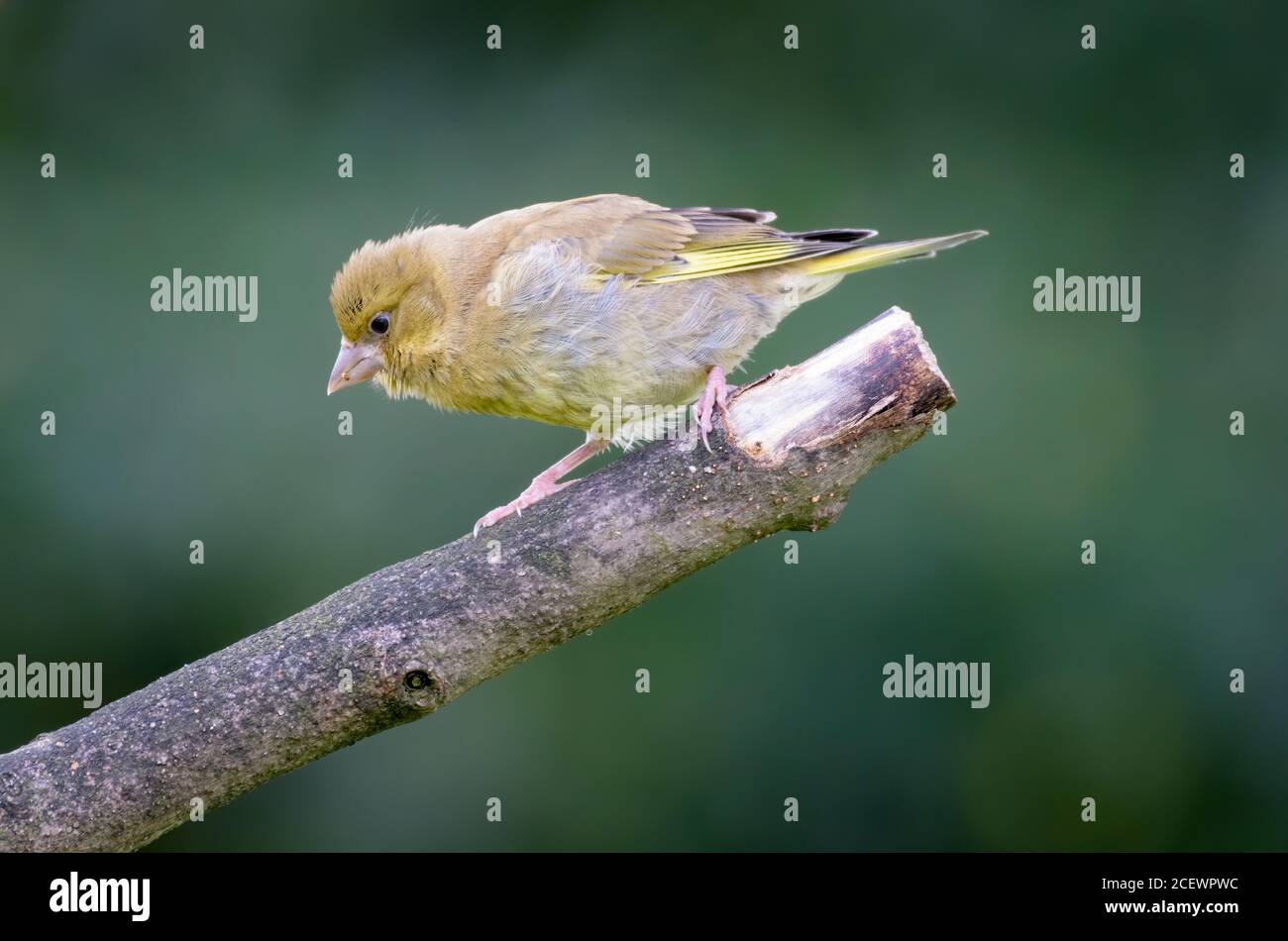 Jeune Finch vert perchée sur la branche Banque D'Images