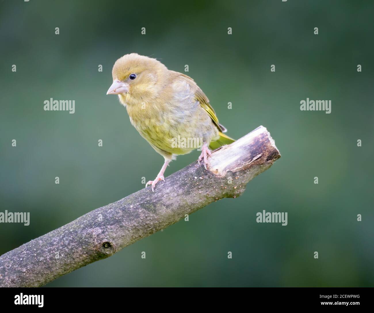 Jeune Finch vert perchée sur la branche Banque D'Images