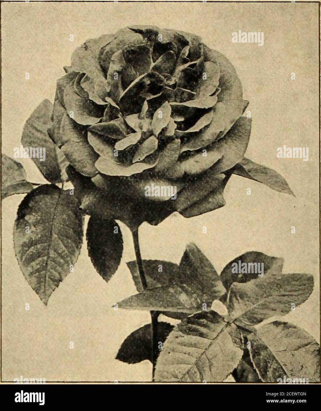 Catalogue de la hollande bulbes roses et spécialités pour la plantation  d'automne, 1900. MADAME. R. G SHARMAN CRAWFORD. AMPOULES HOLLXD, ROSES,  SPÉCIALITÉS AXD. 19. MARCHAND DE LONDONDERRY. Lady Arthur Hill, vig. {