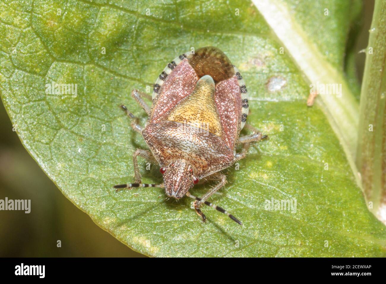 Coccinelle (Dolycoris baccarum) Sussex Garden, Royaume-Uni Banque D'Images