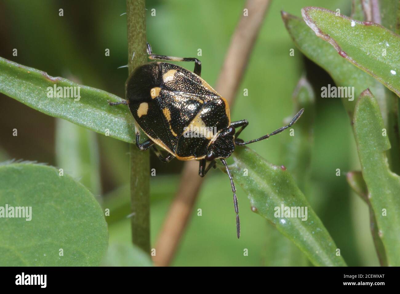 Brassica blindbug (Eurydema oleracea) Sussex Garden, Royaume-Uni Banque D'Images