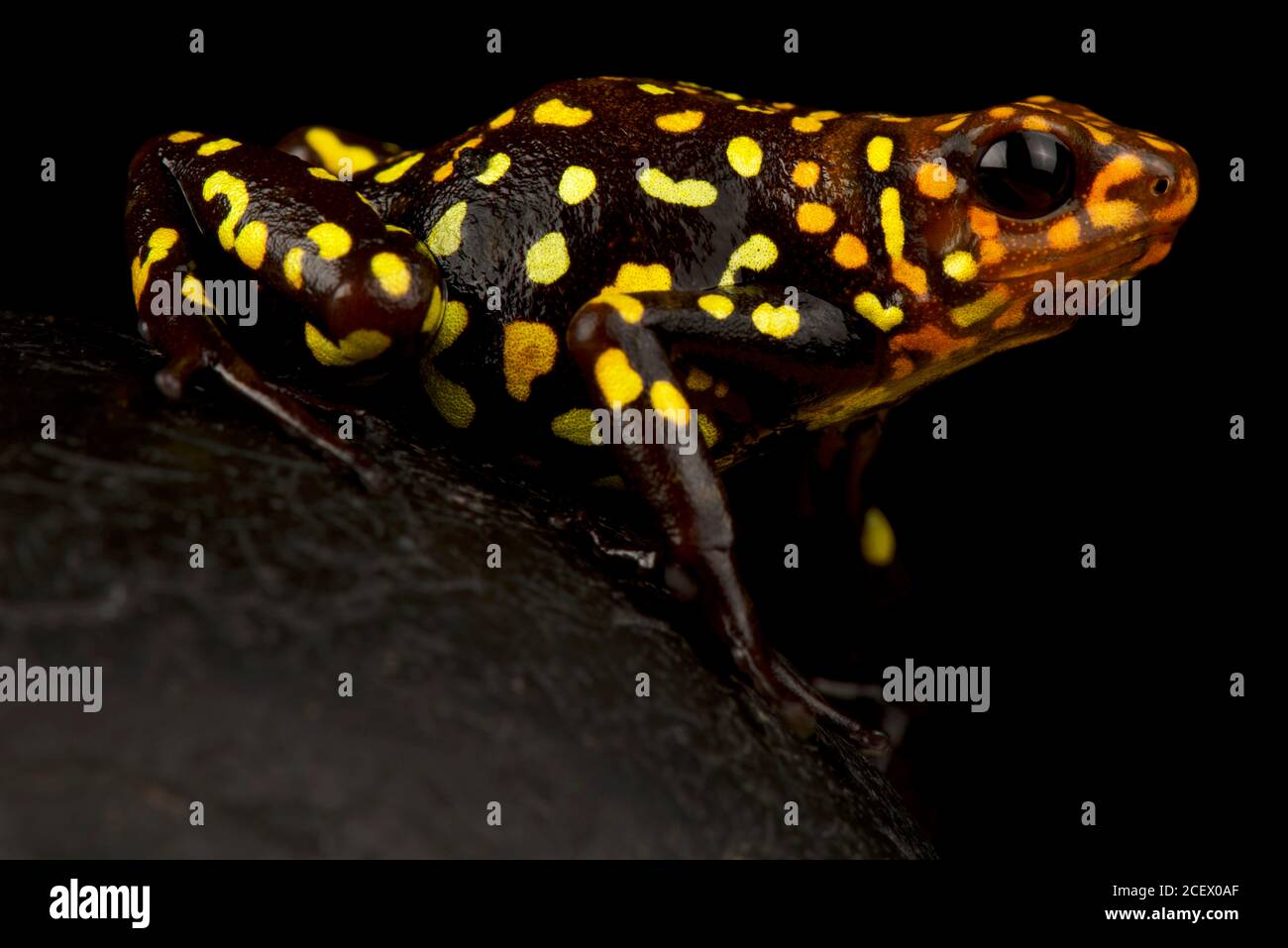 Arlequin poison-dart grenouille (Oophaga histrionica) Banque D'Images
