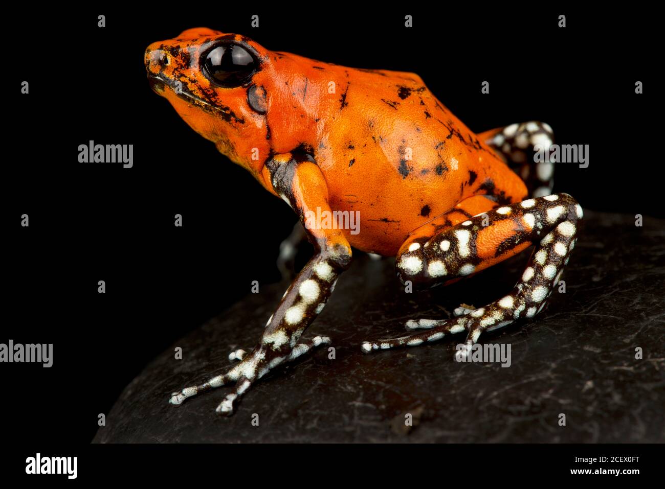 Arlequin poison-dart grenouille (Oophaga histrionica) Banque D'Images