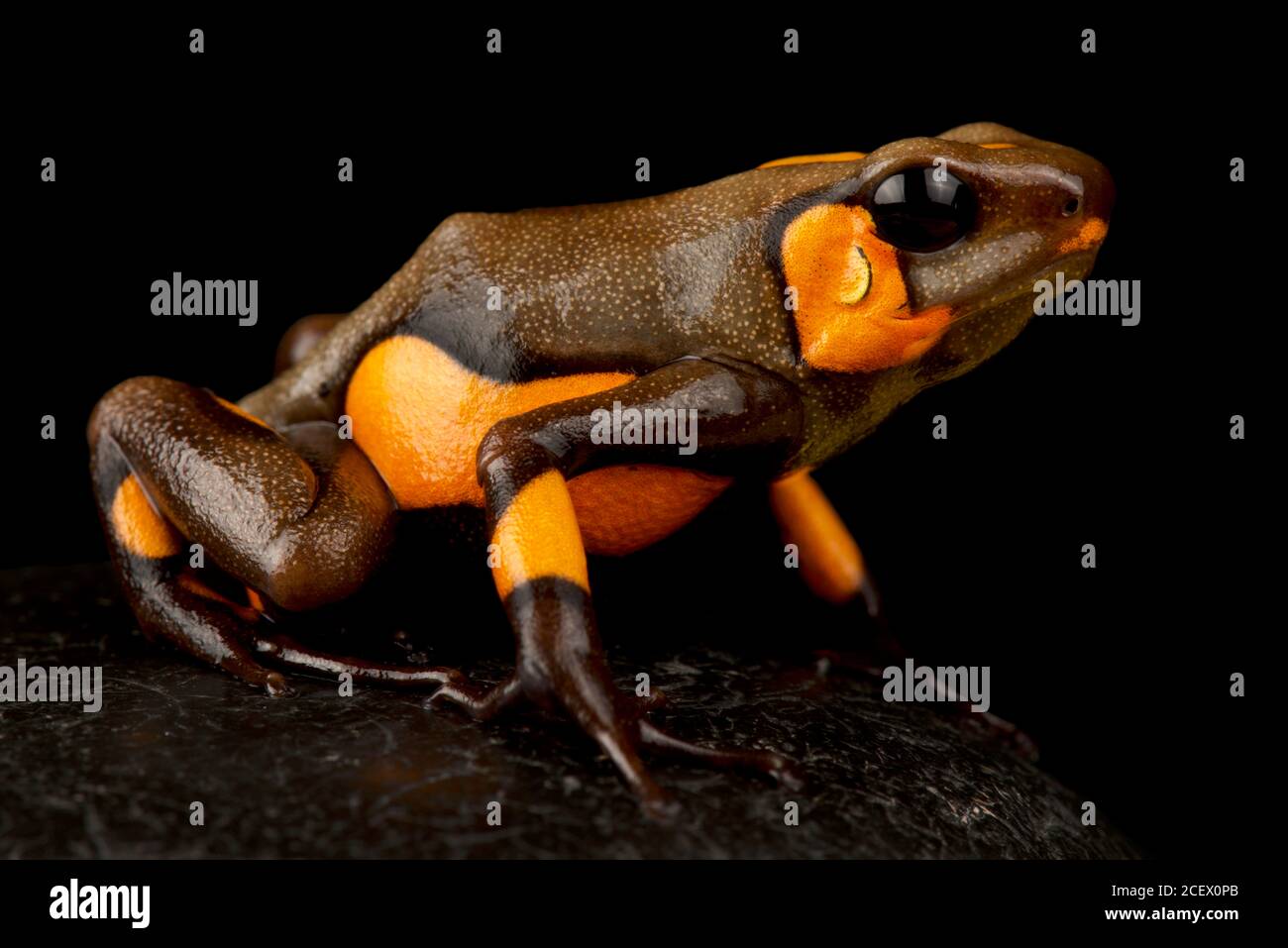 Arlequin poison-dart grenouille (Oophaga histrionica) Banque D'Images