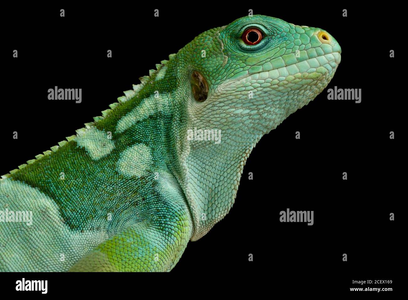 Iguana à bandes Lau (Brachylophis fasciatus) Banque D'Images
