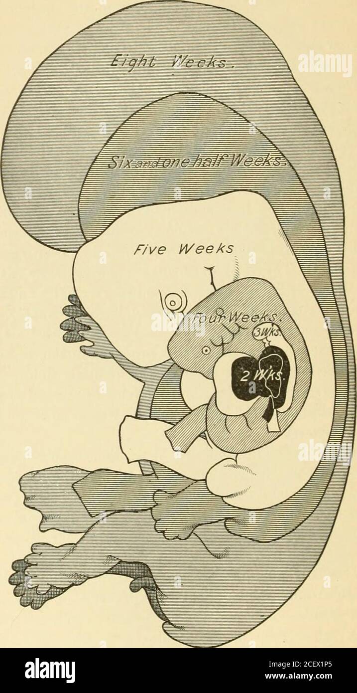 . Un livre de texte américain d'obstétrique. Pour les praticiens et les étudiants. Suppose la chair-couleur droite; le cuir chevelu est abondamment fourni avec les cheveux; la nailsalla atteindre les bouts de doigt. Le vernix caseosa forme un revêtement complet; le lanugo, ou embryonal vers le bas, commence à disparaître. Les fatlias sous-cutanés ont augmenté, donnant moins de contours durs au corps. La fermeture de ce monthtrouve le fœtus mesurant environ 40 centimètres (16 pouces) et pesant de m2 à 2J kilogrammes (4 à 5 livres). Le ni?ith mois.—le foetus à terme complet présente habituellement un texte-LIVRE américain BIEN arrondi de 102 D'OBSTÉTRIQUE Banque D'Images