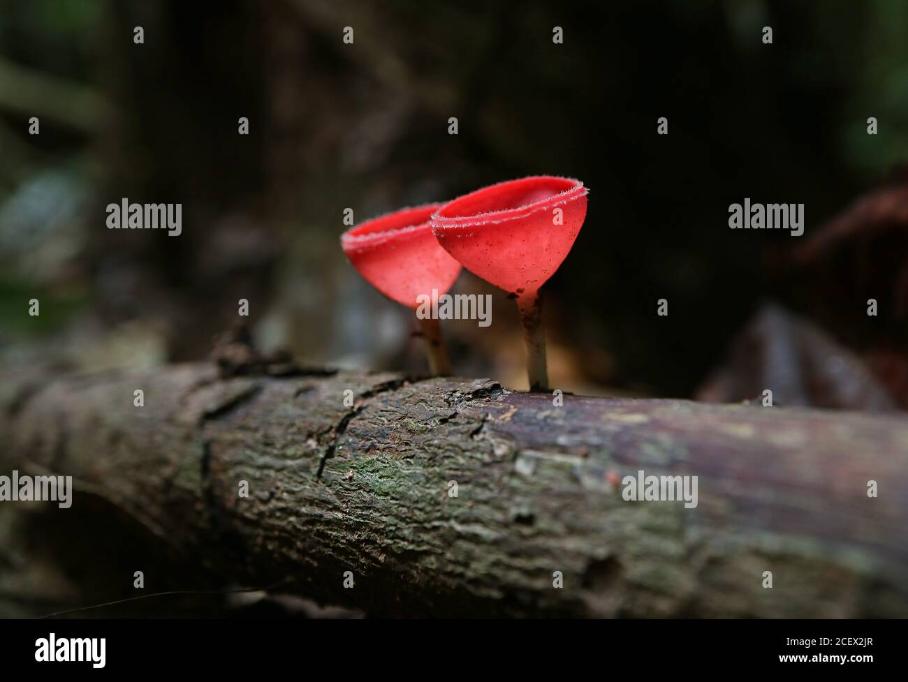 Paire de champignons de la coupe d'Elf Scarlet ou de champignons de la coupe de champagne Culture sur le bois décalé dans la forêt tropicale de Thaïlande Banque D'Images