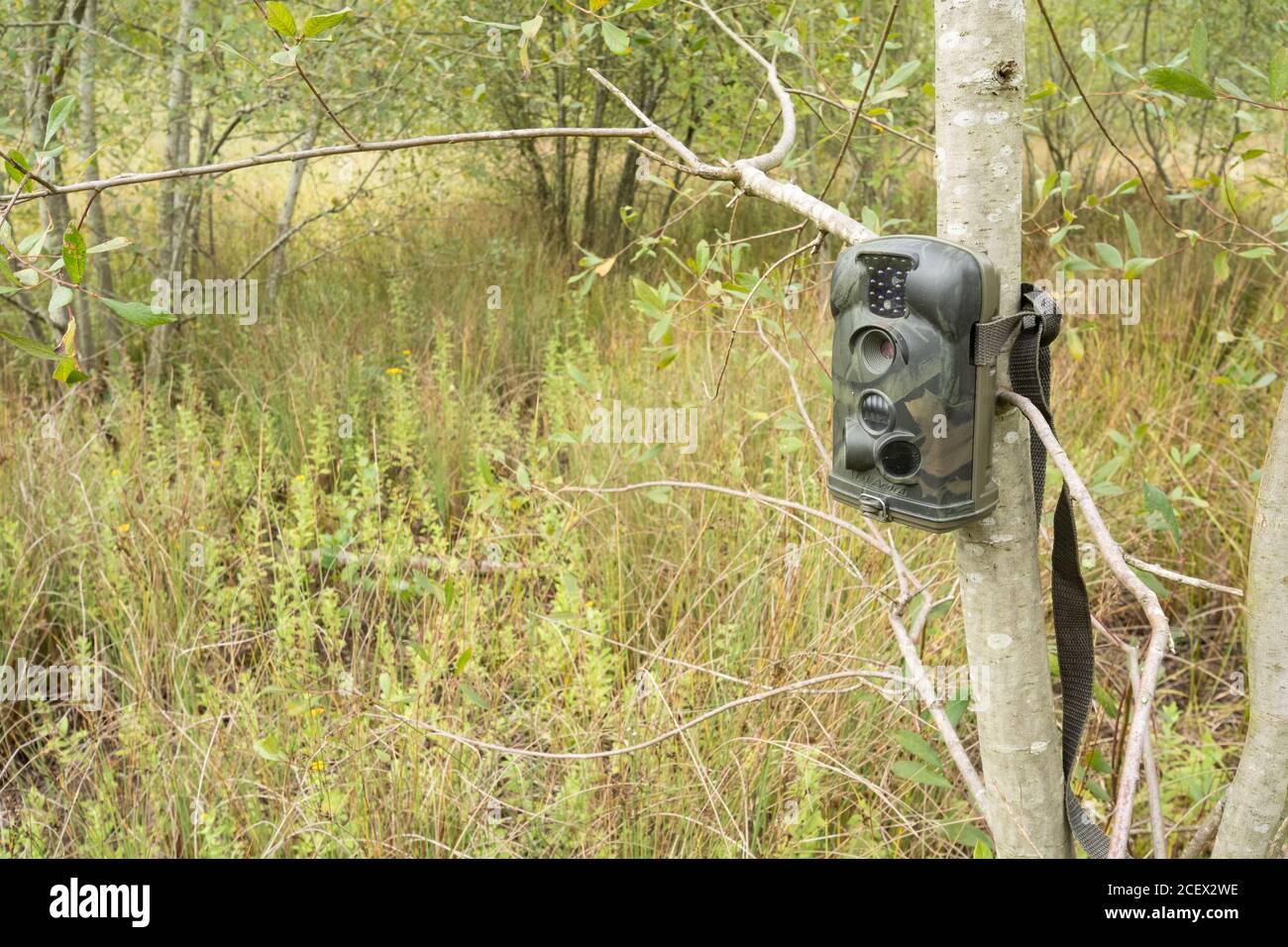 Caméra de randonnée ou piège de caméra installé dans un arbre pour surveiller et photographier la faune d'une zone humide, au Royaume-Uni Banque D'Images