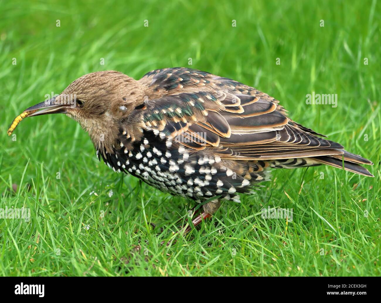 Jeune étoile européenne debout dans l'herbe avec un grub dans son bec , (Sturnidae) Banque D'Images