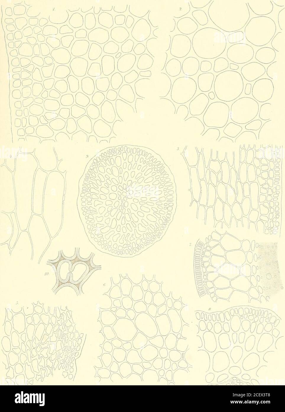 . Svenska vetenskapsakademien handlingar. 00 236—274) Tabel M, Fucus vesiculostis L. Midtribhen: Tabel N. Fucus serratus L. Stip es; Fladeenheder.: Voegt i GR. I. 181 400-500 II 134,7 400-500 157,8 400-500 = (100 253-316) Fladeenheder. Vtegt i GR. 129,9 200-300 119,2 200-300 124,5 200-300 = (100 160-240) Tabel O. Fucus serratus L. Bladet udenfor Midtnerwen. II.III Fladeenheder.459,9346,7604,5 470,3 (100 Vfegt i GR.500—GOO400—500500—600 366—566 78-120) stil) es: F adeenheder. Vsegt i GR. I. 257,9 600-700 II 188,7 600-700 III 216,3 600-700 IV 201,7 600-700 V. 262,7 800—900 VI 135,7 400- Banque D'Images