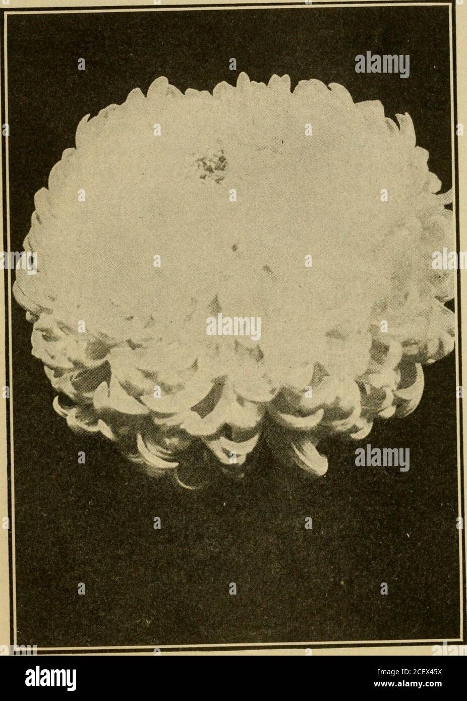 . Le chrysanthème, sa culture pour les producteurs professionnels et les amateurs; un traité pratique sur sa propagation, la culture, la formation, l'élevage pour l'exposition et le marché, l'hybridation, l'origine et l'histoire. CLASSIFICATION sélection AXD 139. ol—cm {YSANTHEMUM MRS. HENRY ROBINSON Chrysanthemums. Enfin, si les flores-disques s'agrandissent, mais restent plus ou moins tubulaires, alors que les flores-rayons 140 LE CHRYSANTHÈME conserve leur caractère distinctif, la forme Anemone de Chrjsanthemum est fixée. La classification actuelle, par conséquent, est basée sur les particularités du petalage et les formes distinctives de gi Banque D'Images