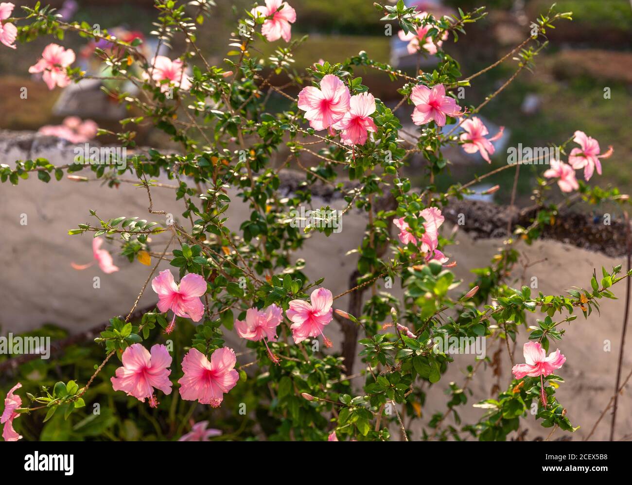 Une plante à fleurs de Hibiscus rose, Cartagena de Indias, Colombie. Banque D'Images