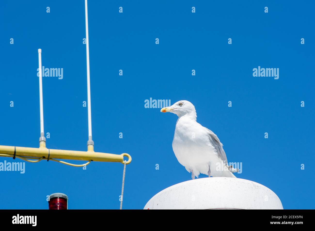 Un mouette blanche assise sur une lampe sur un bateau de pêche. Ciel bleu clair en arrière-plan Banque D'Images