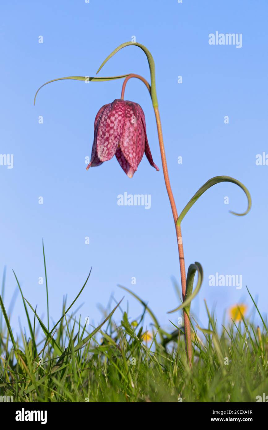 Tête de serpent fritillaire / Lys à damier (Fritilaria meleagris) en fleur dans prairie / prairie au printemps Banque D'Images