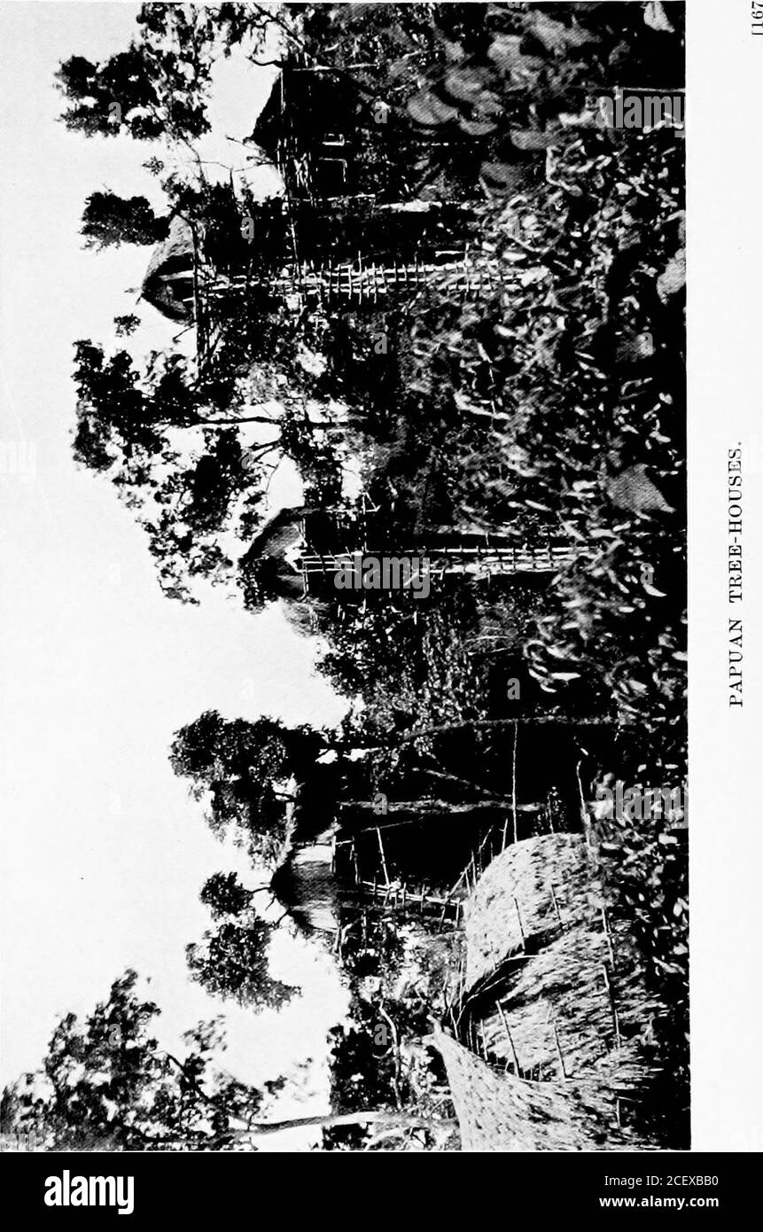 . Errance parmi les sauvages de la mer du Sud et à Bornéo et aux Philippines. (on nous a dit) ils étaient bien au courant. Oyogoba, le chef de la tribu Baruga, cameto nous rencontre. Il nous a assuré de la gentillesse de son peuple, et lui-même a offert de nous accompagner.son bras avait été cassé dans la rencontre avec Monckton et sa police, et Monckhadkton immédiatement après s'est installé lui-même. Il semblait assez sonore. Nous avons bientôt repris notre voyage, à pied, passant à travers des pays très variés, des plaines couvertes d'herbe withtaU et bordées par la forêt, à travers les moments où nous avons passé. À d'autres moments, nous avons eu à forcer notre chemin Banque D'Images