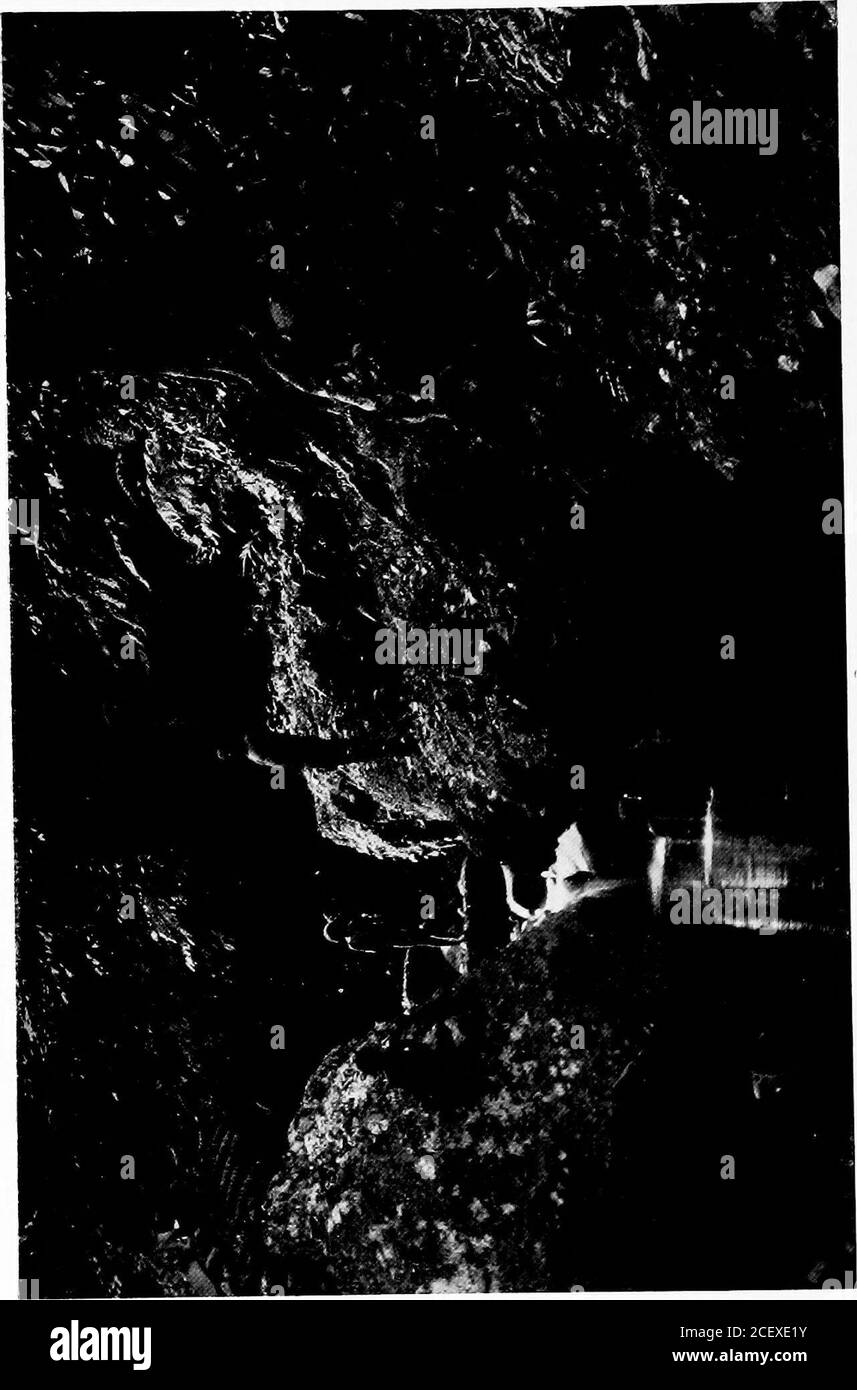 . Errance parmi les sauvages de la mer du Sud et à Bornéo et aux Philippines. La nuit. Quand on leur a demandé pourquoi ils ont attaqué theNotus, les prisonniers ont dit qu'ils étaient amicaux jusqu'à il y a deux ans, quand ils se sont querellés, et ils se sont toujours battus depuis. En particulier, ils ont maintenant blâmé le Notus pour la sécheresse tardive, qu'ils ont dit était due à leur sorcellerie, le résultat qu'ils ont été forcés de vivre sur sagou seul, et de modifier ce régime ont été obligés d'obtenir de la viande d'humance. J'étais le seul homme blanc sur cinq qui n'avait pas de fièvre, mais j'étais content que nous ayons passé une nuit tranquille, sans aucune attaque sur le camp. Dans Mo Banque D'Images