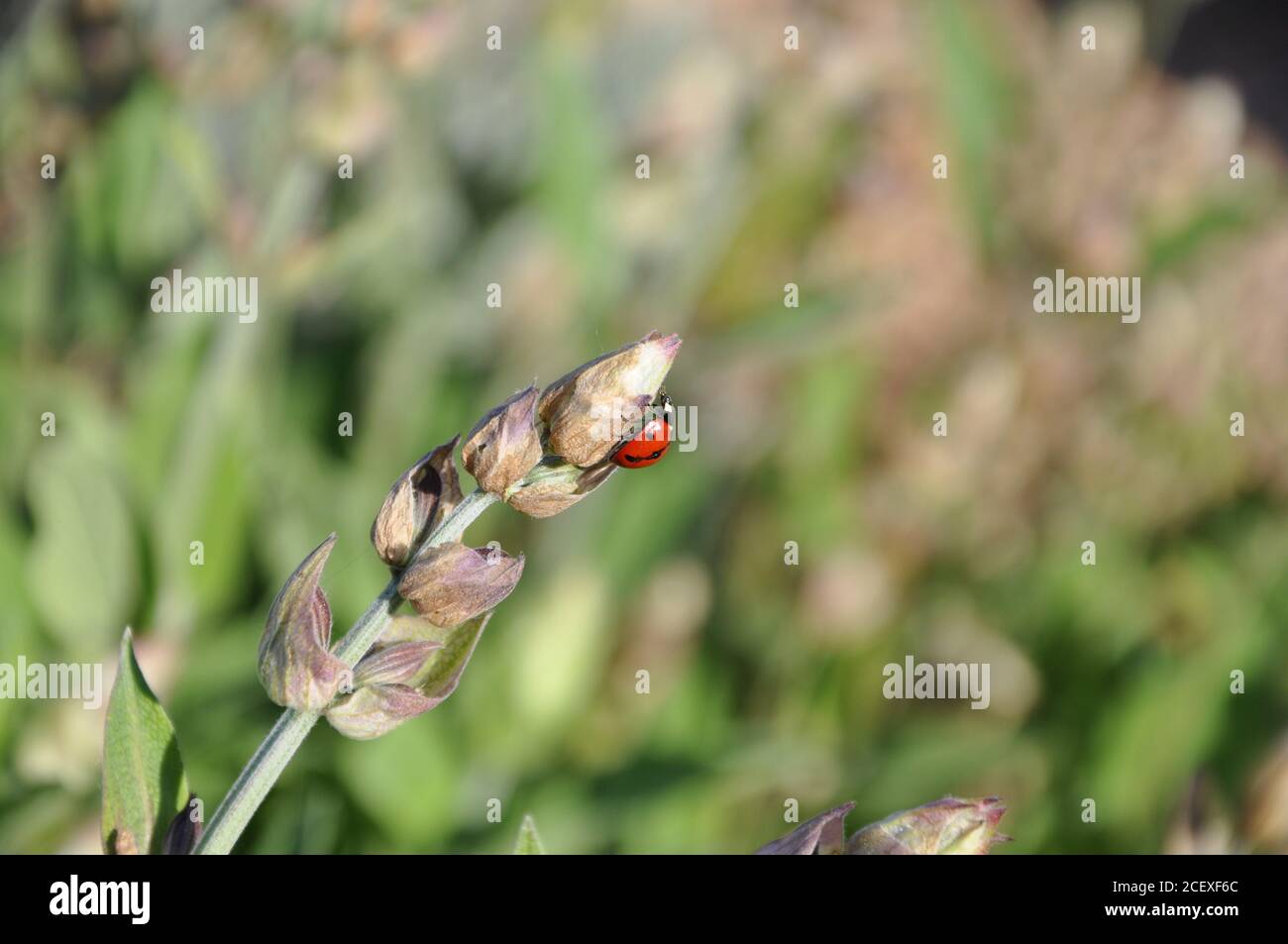 Punaise rouge sur fleur avec fond vert. Banque D'Images