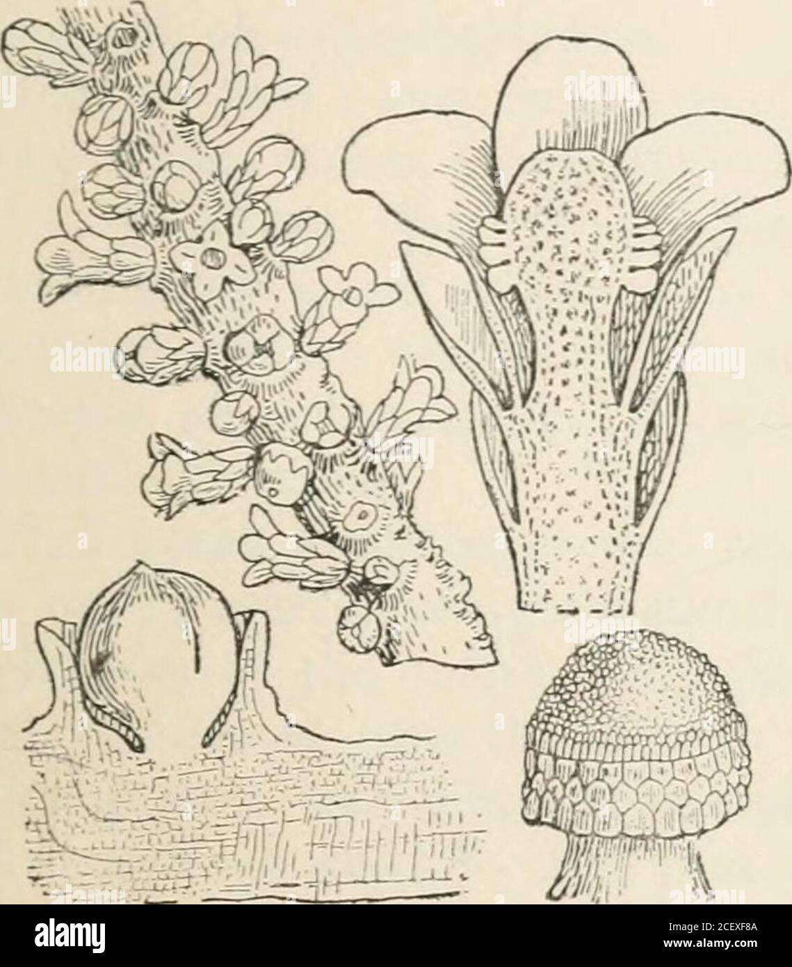 . Le royaume des légumes : ou, la structure, la classification, Et les utilisations des plantes, illustrées sur le système naturel. Espèces décrites par Brown dans le i;3ème vol des transactions de Linnean Societys, sous le nom de Raffle-sia, à qui peuvent être référés ceux qui sont désireuses de savoir ce qui est la stmcture de l'un des plus anomous de légumes, Ou de trouver un modèle de recherche et de sagacité de la botanique, ou de consider l'un des plus beaux spécimens de l'analyse de la botanique que Francis Bauer a jamais fait. Ils diffèrent des Cisturapes dans havmgno bon tige, dans leurs anthères Banque D'Images