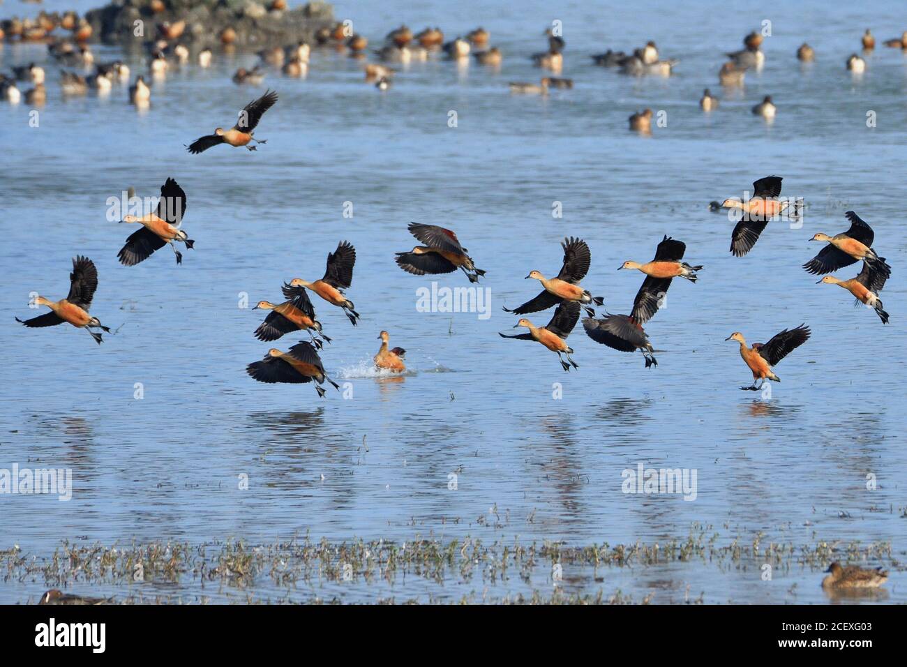 Les canards sifflants de moindre importance sont débarquant dans UNE zone humide Banque D'Images Les canards sifflants de moindre importance sont débarquant dans UNE zone humide Banque D'Images